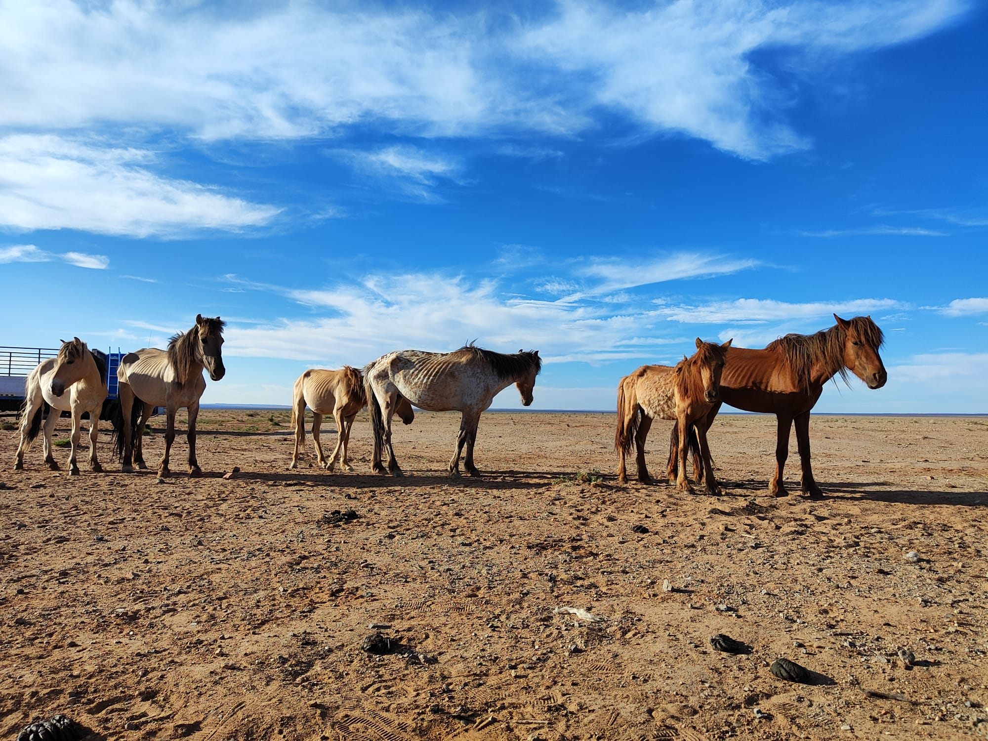 Herders on The Gobi Desert: Reflections from the margins.